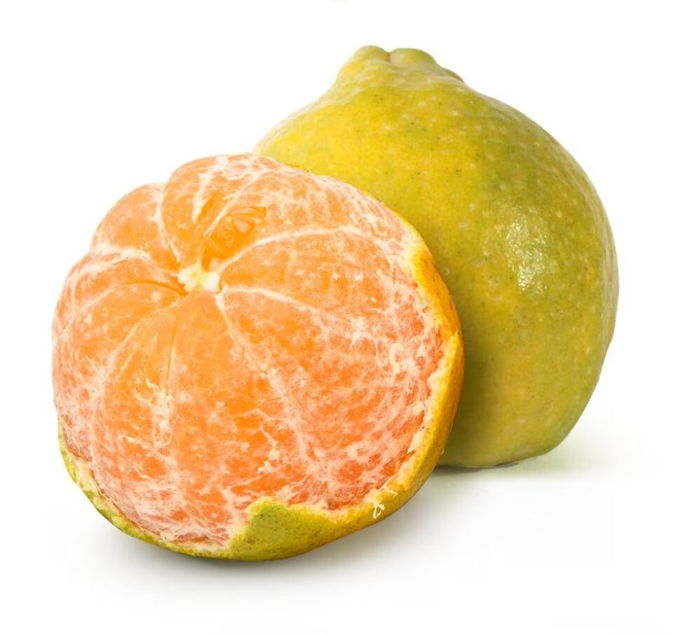 Nagpur Orange